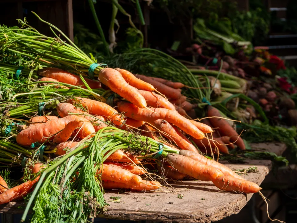 Carottes fraîches, pour l’écrasé de carottes et sa ricottina au four